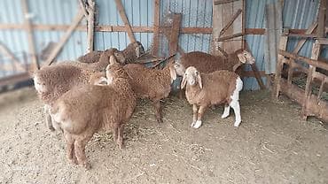 козу эти: Продаю | Овца (самка) | Для разведения | Племенные — 4