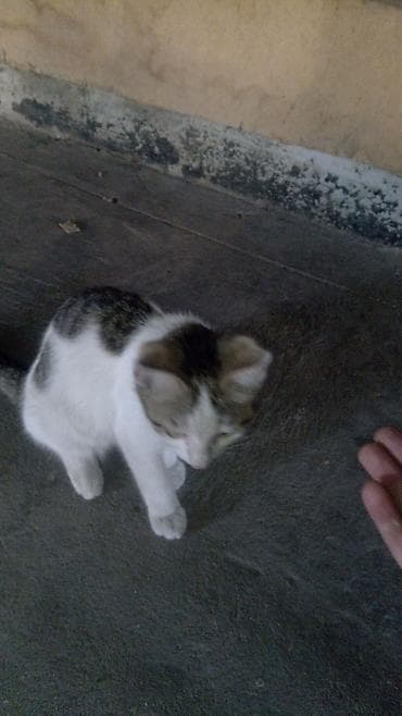 Мышыктар: Котята домашние, ручные Описание: - Три очаровательных котенка разной — 2
