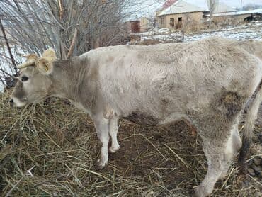 мин булак: Сатам | Музоо | Сүт алуу үчүн | Музоологондон кийин — 7