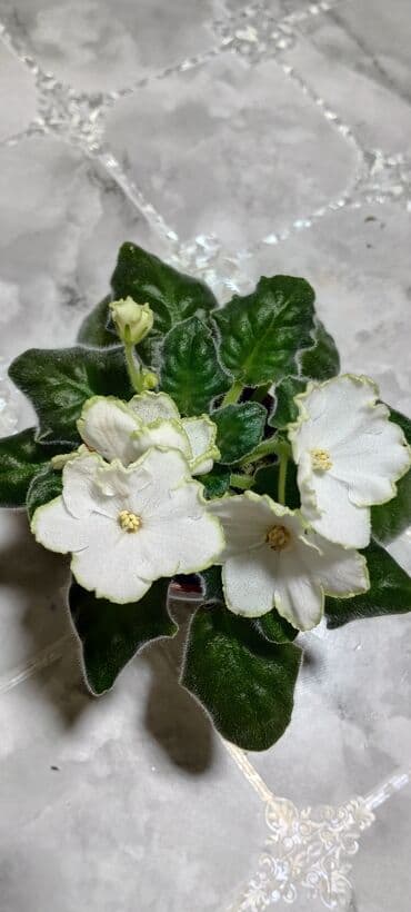 цветы ирис: 🌱🌺🌱 Продаю сортовые ДЕТКИ стандартных фиалок🌱🌺🌱. Цены от 80-150 сом — 6