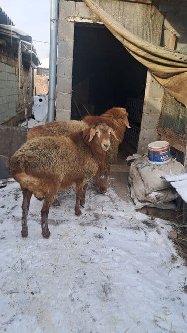 кошки токмок: 8.9 месяц — 1