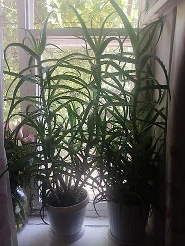 цветы обмен: Алоэ (Aloe arborescens) в горшках - Два крупных комнатных суккулента — 1