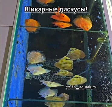 форель бишкек: Шикарные Дискусы! 
Дискус - аквариумная рыбка
цена: 0 — 9