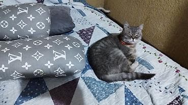 Кошки: Британская короткошёрстная, 2 года, Девочка, Серый, Метис, Приучена к лотку — 4