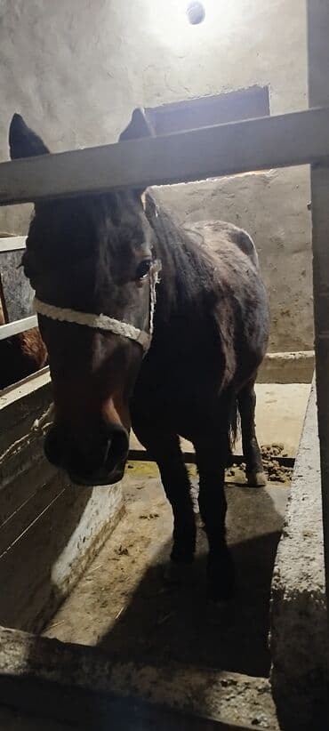 продажа собак чихуахуа: Продаю | Кобыла (самка) | На забой, Для разведения, Рабочий — 2