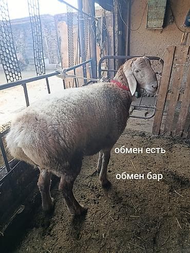 Продаю | Баран (самец) | Арашан | Для разведения | Племенные
