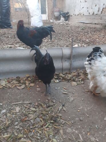 домик для животных: Ухейлу чистый петушок маладой толка начил пет 1ш прашу 1500сом брамо — 3