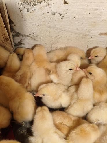 куры для яйца: Продаю | Петух | Для разведения — 3