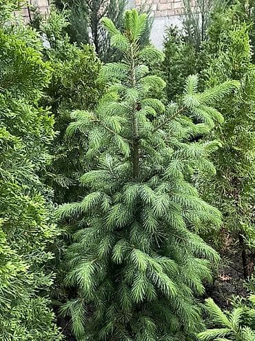 продаю летний душ: Продаются голубые/зеленые/тянь-шанские ели 🌲 Выращиваем сами, со всей — 5