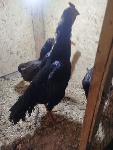 купить собаку в бишкеке: Продаю | Куры — 2