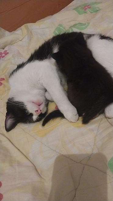 котята: Котята домашние отдам хорошие руки бесплатно. с доставкой. - — 1