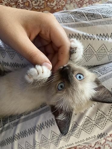 коты белый: 1 месяц, Девочка, Приучена к лотку — 1