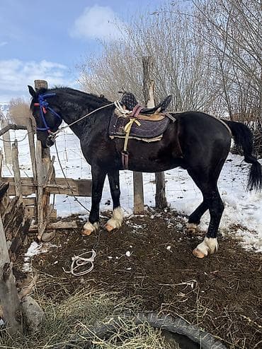 лошадка пони: Продаю | Кобыла (самка) | Рабочий — 2