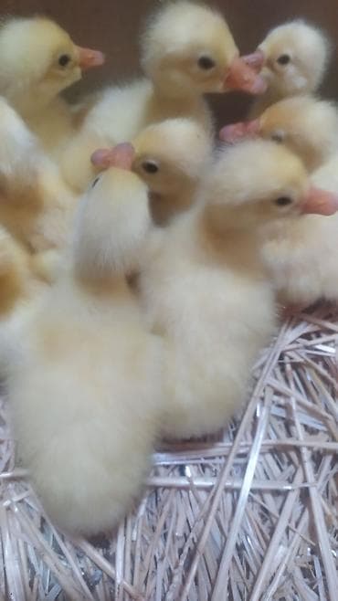 соня грей: Гусята губернаторские,Линда! — 4