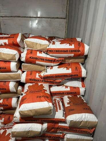где купить саженцы в бишкеке: Продаю семена кукурузы — 3
