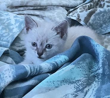 Ищу дом для котёнка (девочка) 🐾 Подобрала малышку с улицы, сейчас она at lalafo.kg Ищу дом для котёнка (девочка) 🐾 Подобрала малышку с улицы, сейчас она