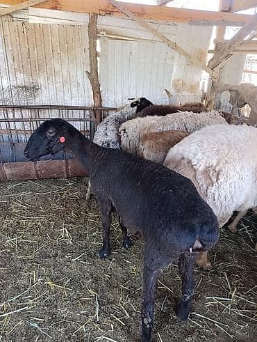 сена туки: Продаю | Овца (самка) | Эдильбаевская | Для разведения | Матка — 3