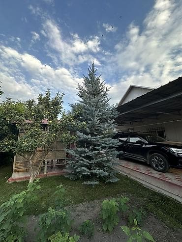 Голубая ель (ель колючая, Picea pungens) серебристо-голубого оттенка