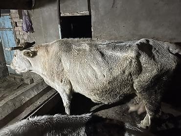 Грызуны: Продаю | Корова (самка) | Для молока | Привязанные — 4