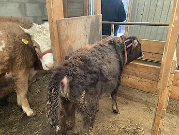 животные коровы: Продаю | Музоо, торпок — 2