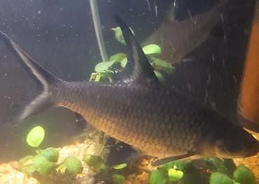 мальки рыб купить: В продаже акулий балу 2 шт,цена 1000(около 20см) и 1500 (около 25 см) — 2