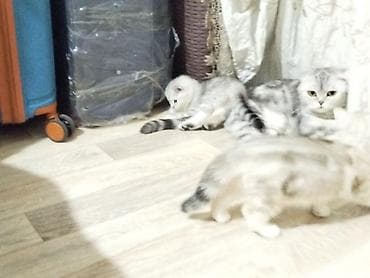 Британ кыска жүндүү, 2 айлык, Ургаачы, Лотокко барууга үйрөтүлгөн — 3