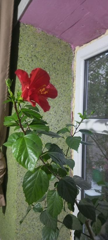 купить корзину для фруктов: Гибискус (китайская роза) в горшке - Комнатное декоративное растение — 2