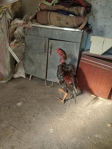 черная курица купить: Продаю | Петух | Бойцовая | Для разведения — 7