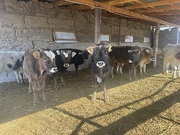 улар сатылат: Сатам | Бука (эркек) | Алатоолук, Бельгия, Аргын | Көбөйтүү үчүн | Байланган — 9