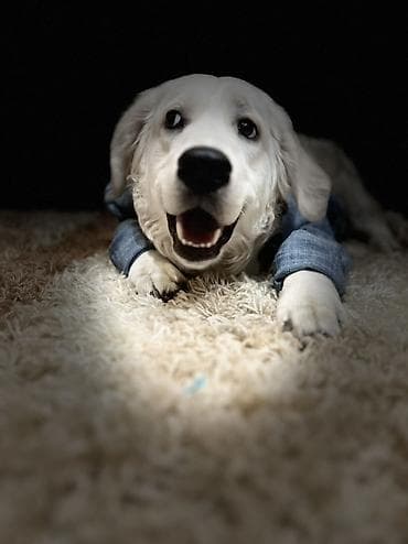 сенбернар купить: Лабрадор-ретривер, 2 года, Самец, С прививкой — 2