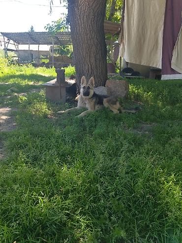 животные кошка: Восточноевропейская овчарка, 8 месяцев, Самец, С прививкой — 2