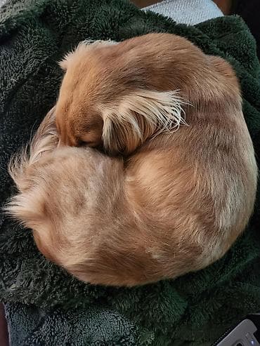 микрофон для компа: Послушная собака без поездок к кинологу! 🐕✨ Ваш питомец хулиганит, а — 1