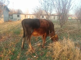 сколько стоит собака породы доберман: Продаю | Тёлка, Музоо, торпок | Швицкая | Для разведения, На откорм, Для молока | После отела — 2