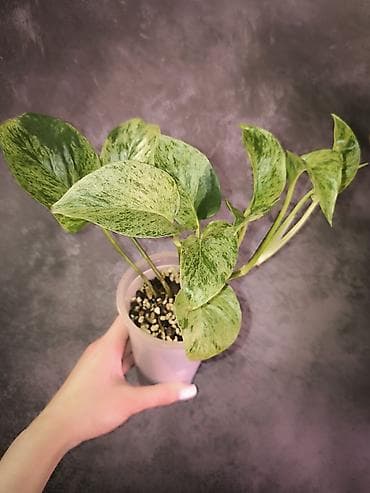 Комнатные розы: Эпипремнумы Энджой и Marble Queen 1-е фото Энджой 400с 2-е фото — 3