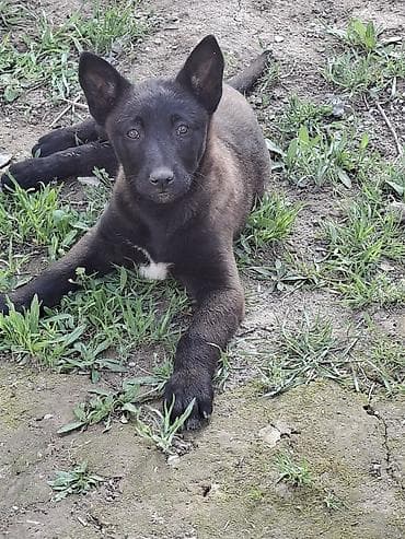 белгинский афчарка малинуа: Бельгийская овчарка, 2 месяца, Самка, С родословной, С прививкой — 4