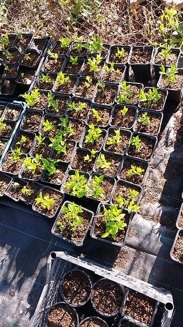 звёздное небо: Метельчатая гортензия для сада - Крупные конусовидные соцветия 20–35 — 10