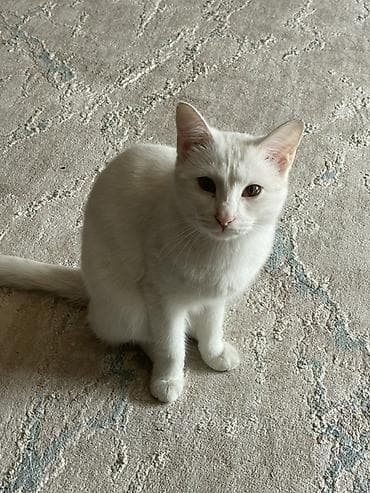 лысый кот: Отдаю даром Приучена к лотку Белая домашняя кошка с короткой плотной — 1