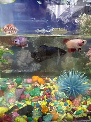 golden retriver: Бойцовые рыбки (Betta splendens) — разноцветные самцы и самки — 7