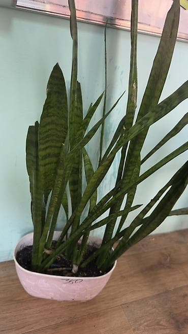 цветок сансевьера: Сансевиерия (сансевьерия, «тещин язык») в декоративном кашпо — 1