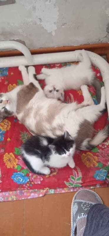 коты токмок: Кошка даром: Беспородная, 1 месяц, Девочка, Приучена к лотку — 1