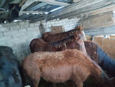 продажа щенков немецкой овчарки с документами в бишкеке: Продаю | Жеребенок | Для разведения — 5