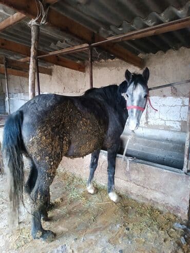 абиссинский кот: Продаю | Кобыла (самка) | Для разведения, Для молока, Рабочий — 9