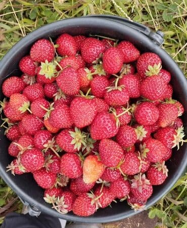 malina.kg продажа малины оптом в бишкеке новопокровка фото: Клубника — 2