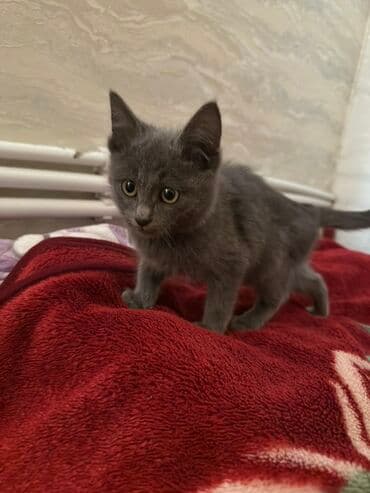 котята в добрые руки: Кошка даром: Беспородная, Девочка — 1