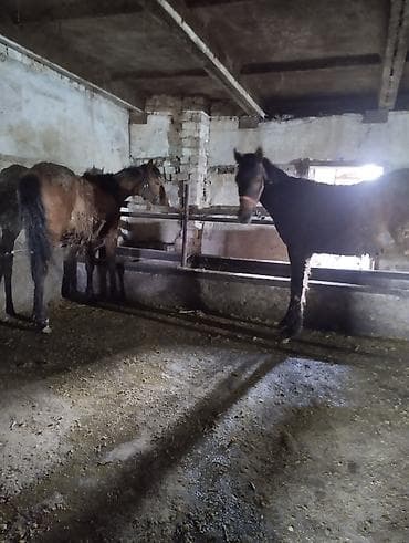 Баран, овца: Продаю | Жеребец | Для разведения | Племенные — 5