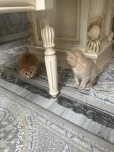 продам вислоухих котят: Британская короткошёрстная, 2 месяца, Мальчик, Рыжий, Приучена к лотку — 10