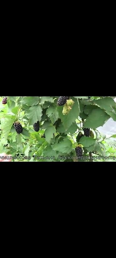 береза дерево: Ежевика КАРАКА БЛЭК- калючий но очень сладкий и ранний сорт. с — 6