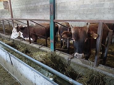 ишу карова: Продаю | Бык (самец) | На откорм — 5