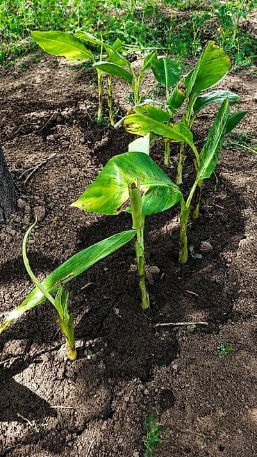 4 pot: Продаю бананы ПЛОДОВЫЕ, сорт: Acuminata. Плодятся на второй год — 3