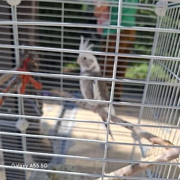 сибирская кошка: 🦜 Попугаи корелла в продаже Продаются 2 кореллы: ✔ Одному — 2 года ✔ — 3